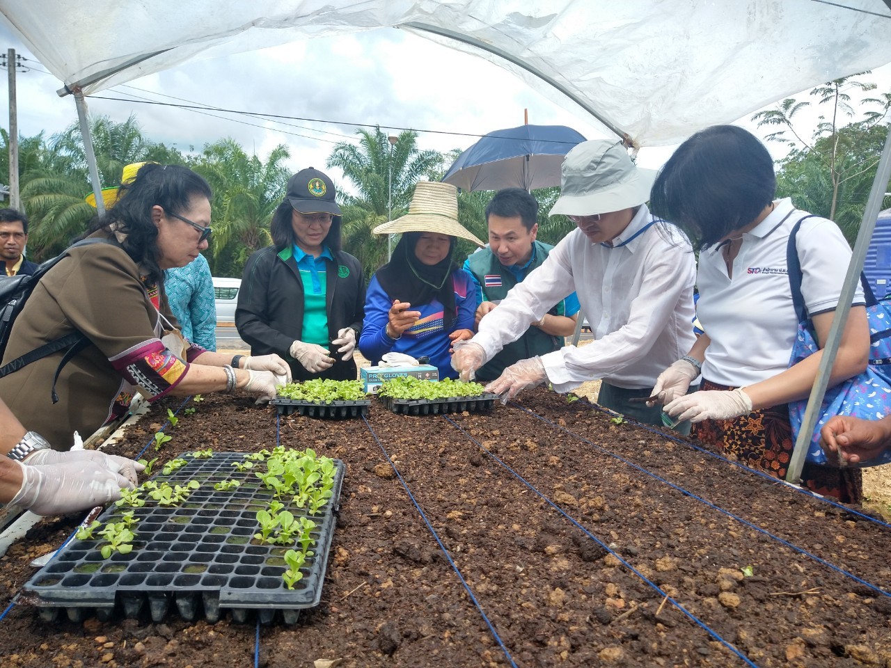 นางอัญชลี สุวจิตตานนท์ รองอธิบดีกรมส่งเสริมการเกษตร สมาชิกวิสาหกิจชุมชนกลุ่มแปลงเรียนรู้ควบคู่การผลิตเพื่อยังชีพบ้านควนโท๊ะ และกลุ่มเกษตรกร นำคณะกรรมการฯ ทดลองปลูกผักบนกระเบื้อง